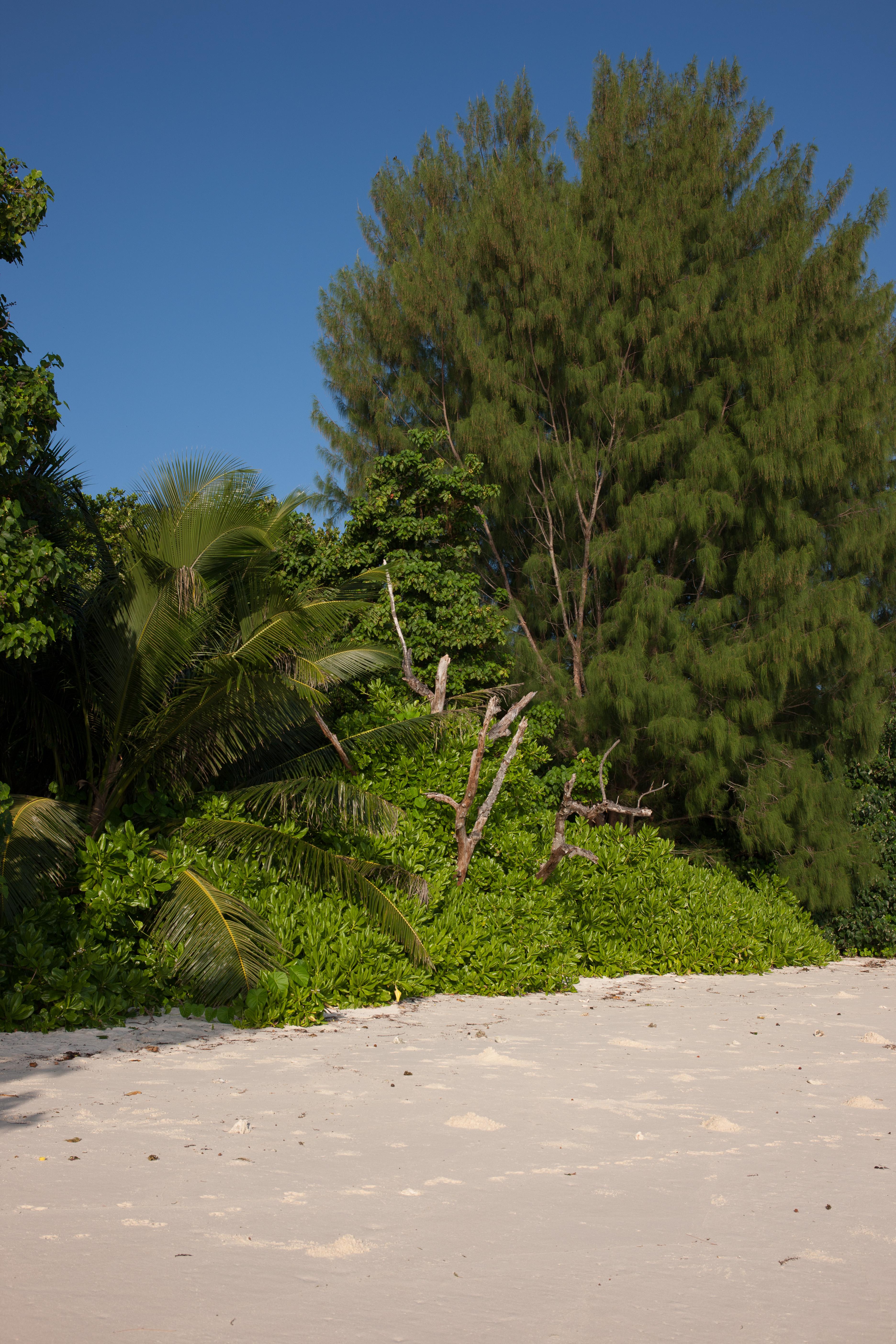 Le Relax Luxury Lodge (Adults Only) La Digue Exteriör bild